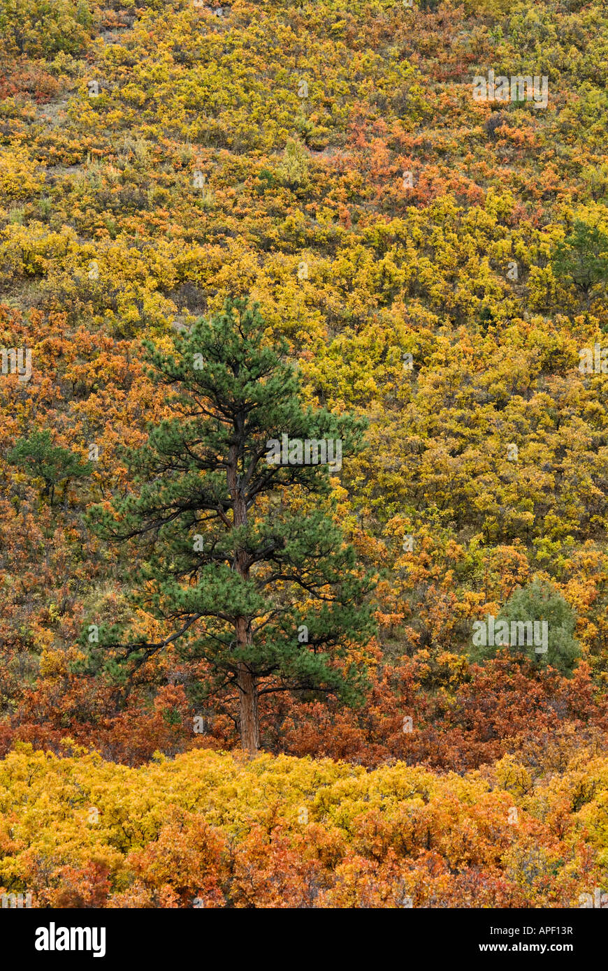 Einsamer Baum gegen Herbst Farbe auf Berg Seite Uncompahgre Nationalwald Ouray County Colorado hervorgehoben Stockfoto