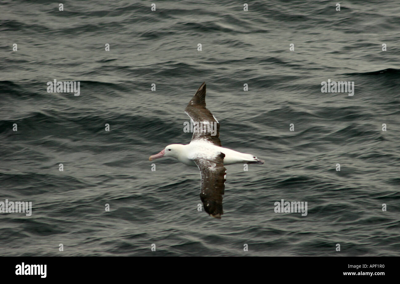 Wanderalbatros im Flug Stockfoto