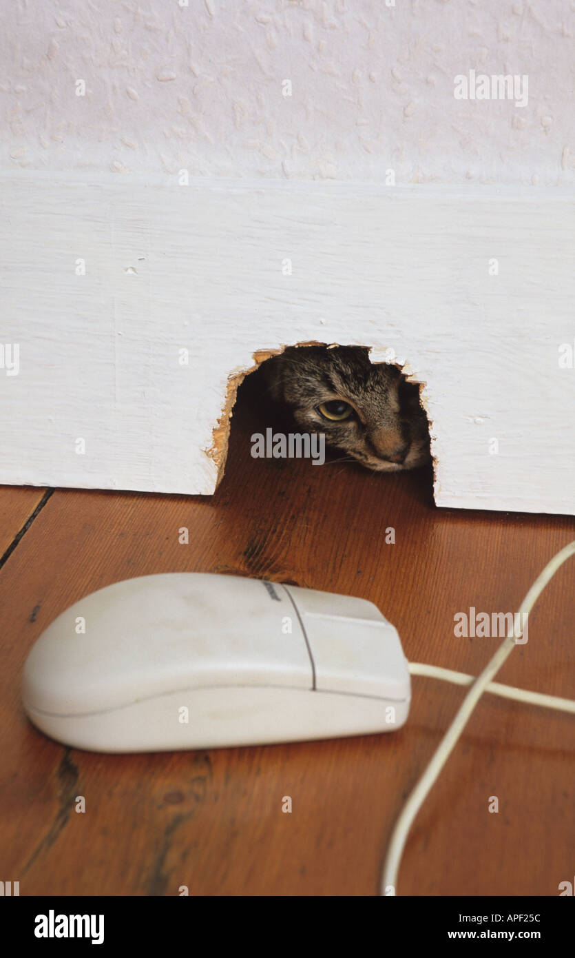 Katze durch Mousehole am Computer-Maus Stockfoto