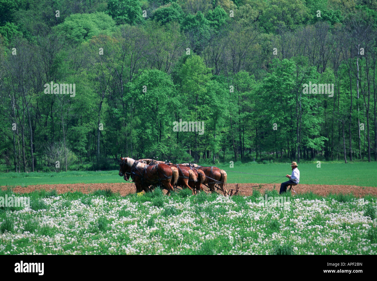 Amische Landwirt Pflügen mit Pferdegespann, Holmes County, Ohio Stockfoto