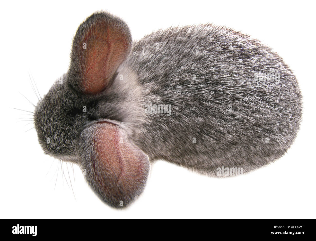 Hauskaninchen Oryctolagus Cuniculus F. domestica Stockfoto