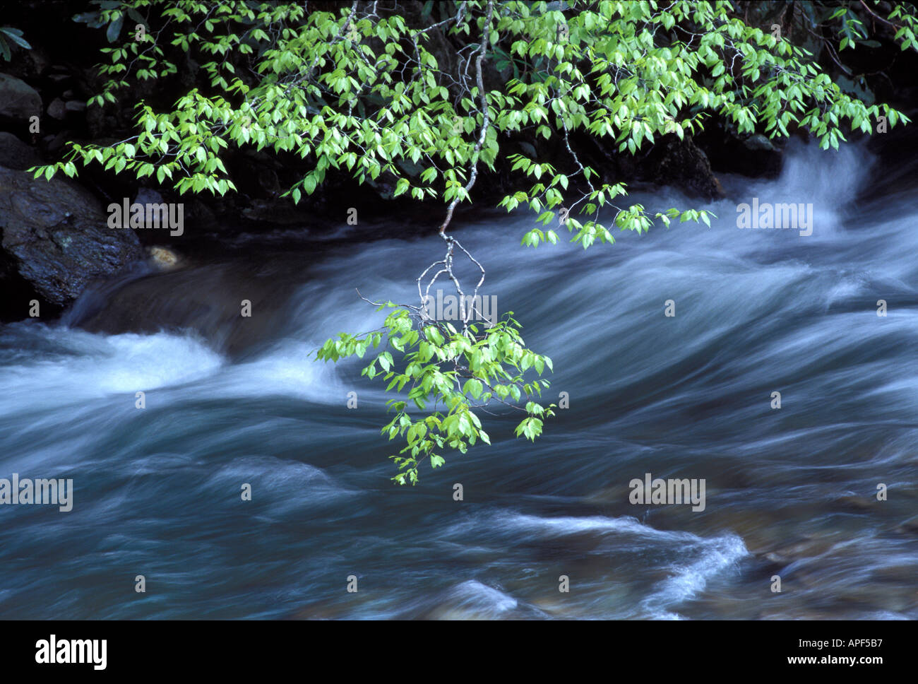 New Spring leaves Knospe am New River in großen rauchigen Montains Nationalpark Gatlingburg Tennessee Stockfoto