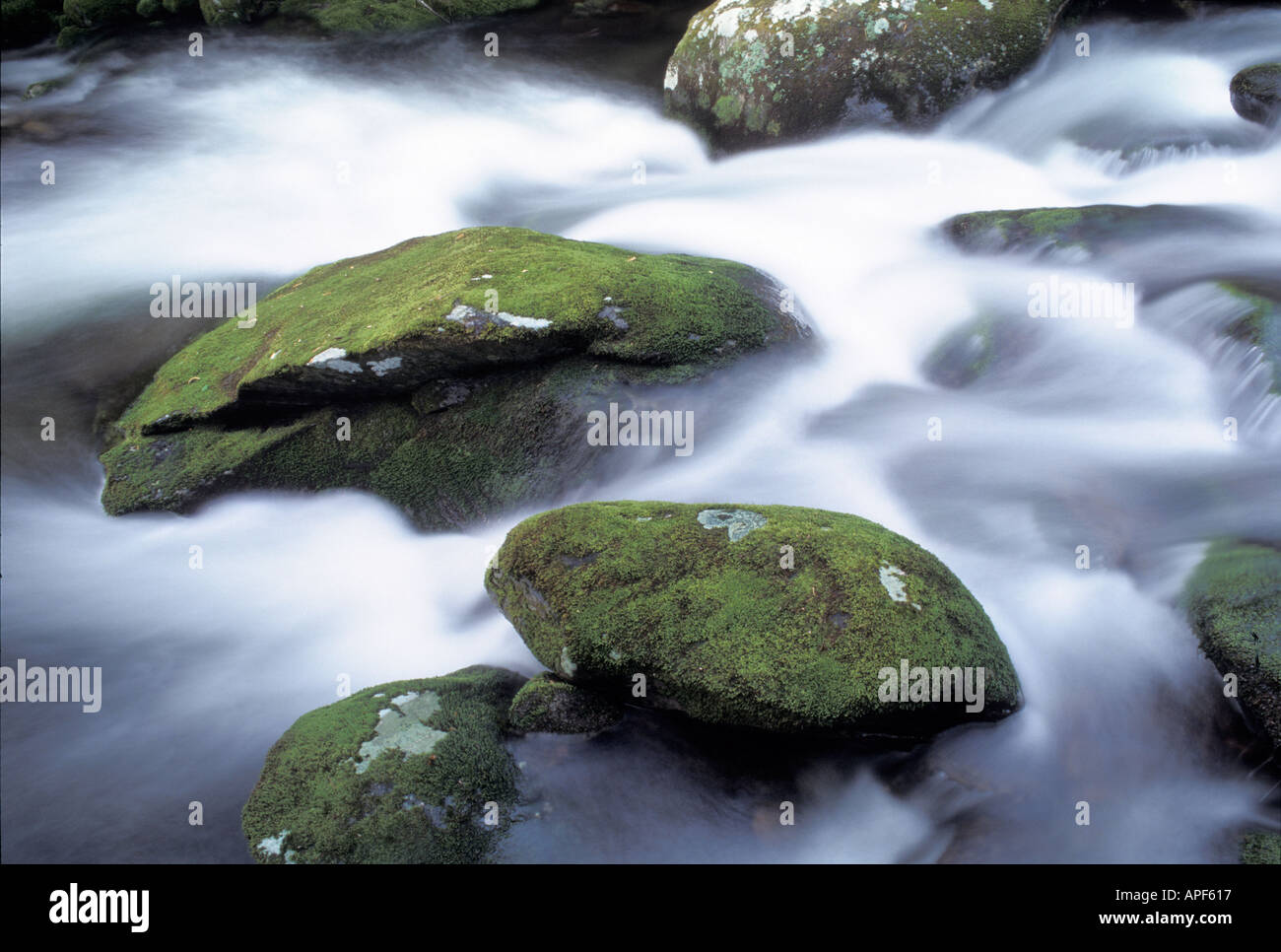 Frühling regnet Fluss vorbei an Moos bedeckt Felsen entlang Roaring Fork in Great Smoky Mountains Nationalpark Tennessee Stockfoto