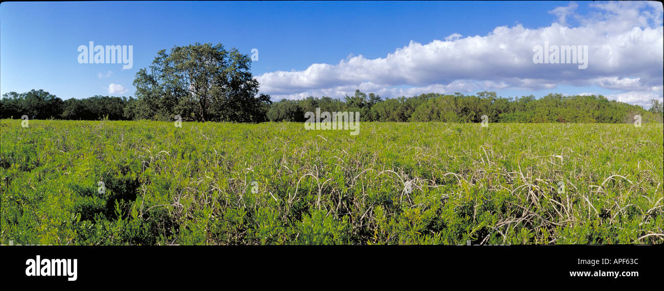 Fleischige rotblättrige Mönchsbart tolerieren salzigen Schlamm erstellt von Hurricanes Flamingo Bereich Everglades-Nationalpark, Florida und Umgebung: Stockfoto