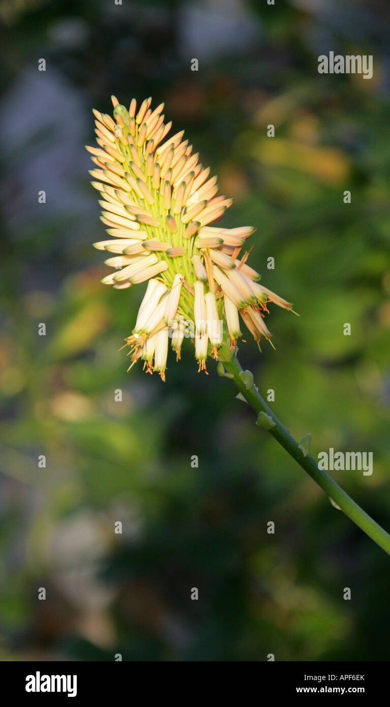 Kandelaber Aloe, Aloe Arborescens, Asphodelaceae, Aloaceae, Liliaceae Stockfoto
