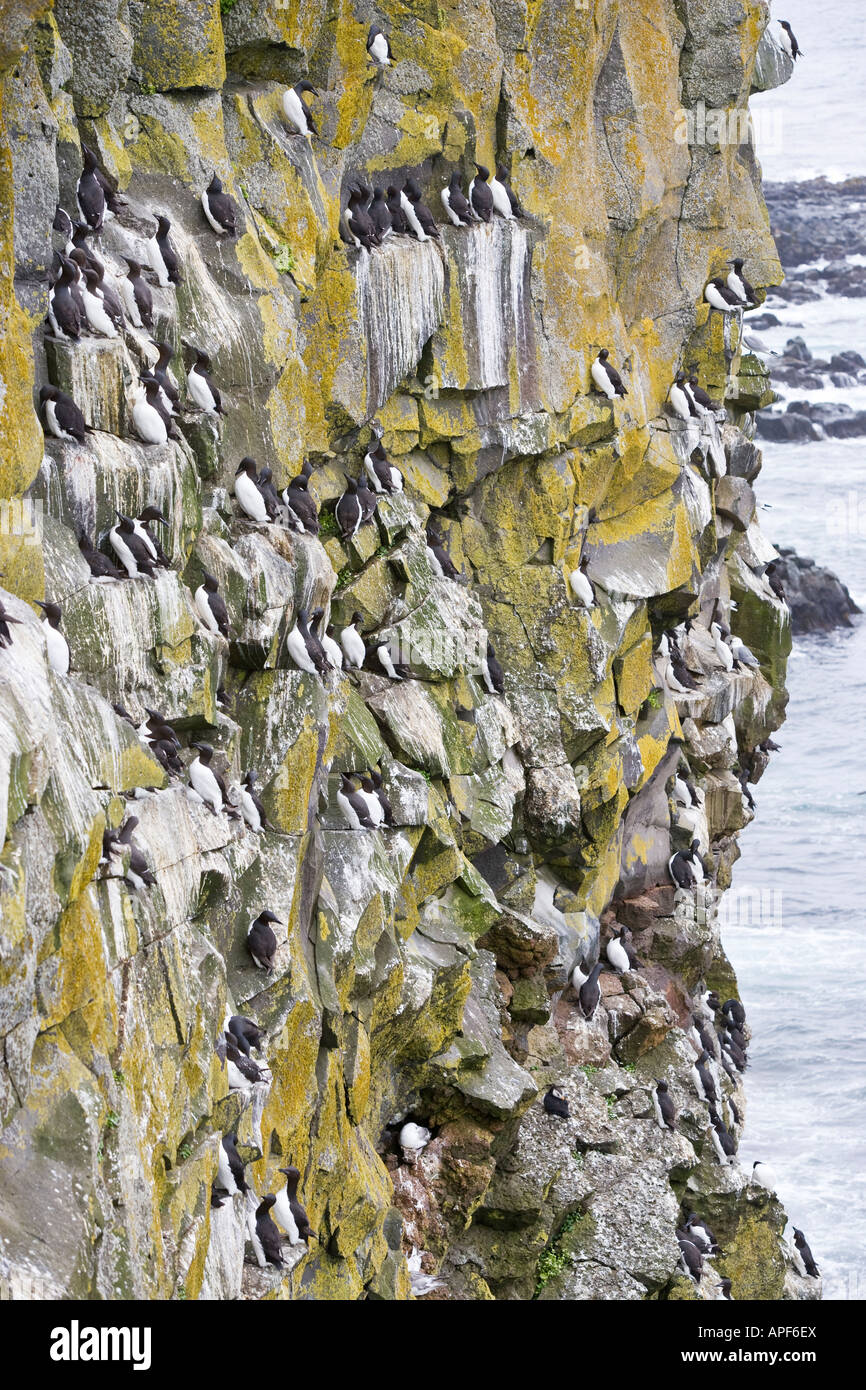 Alaska Pribilof Inseln wärmeren auf Sea Cliff Stockfoto