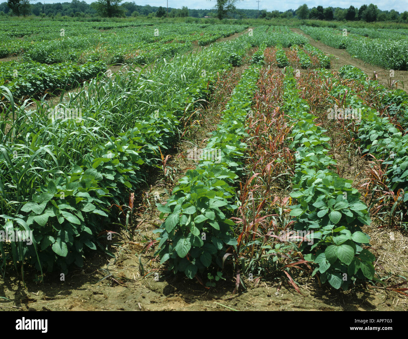 Bereich experimentieren selektives Herbizid controlling Johnson-Grass Sorghum Halepense in Soja Stockfoto