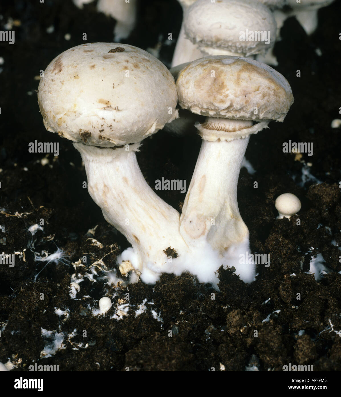 Mumie Krankheit Pseudomonas sp Schaden der infizierten Pilze Stockfoto