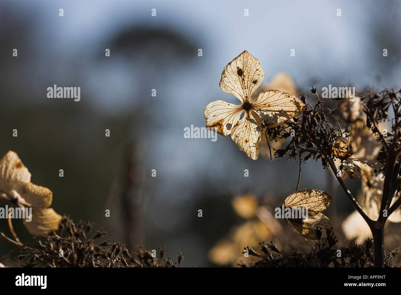 Hydrangea Macrophylla "Blue Wave" Stockfoto