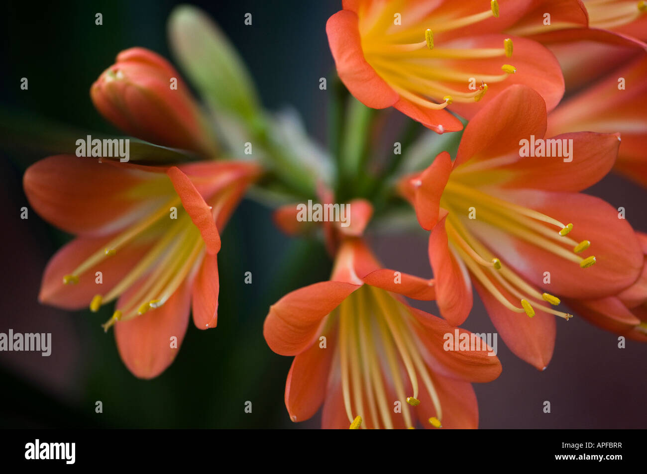Clivia oder Kafir Lilie in orange Stockfoto