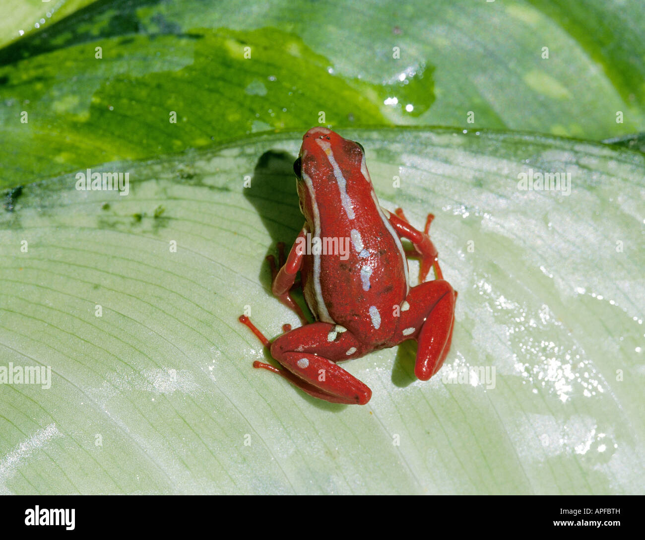 Eine Ansicht eines Epipedobates tricolor oder Phantasmatische Poison dart Frog gemeinsame im Regenwald von Peru und Ecuador Stockfoto