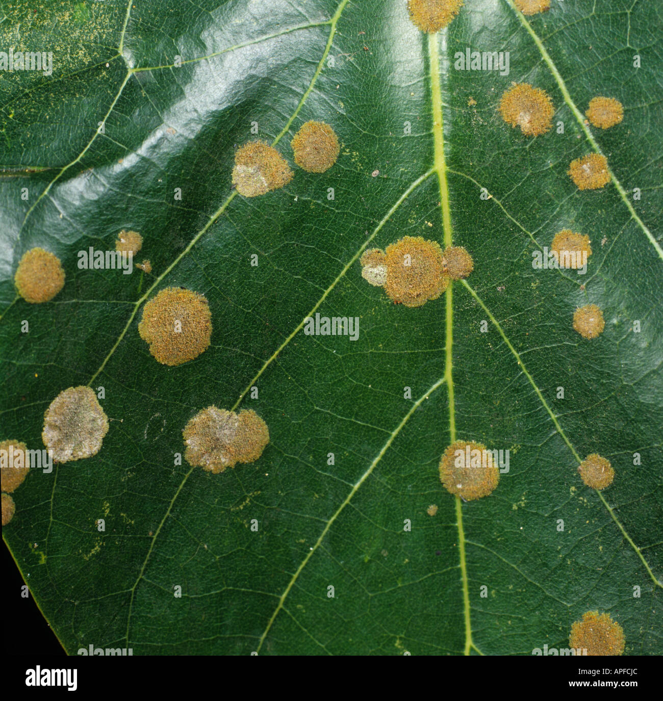 Algen vor Ort Cephaleuros Virescens eine Pathogene Alge auf eine Avocado Blatt Kolumbien Stockfoto