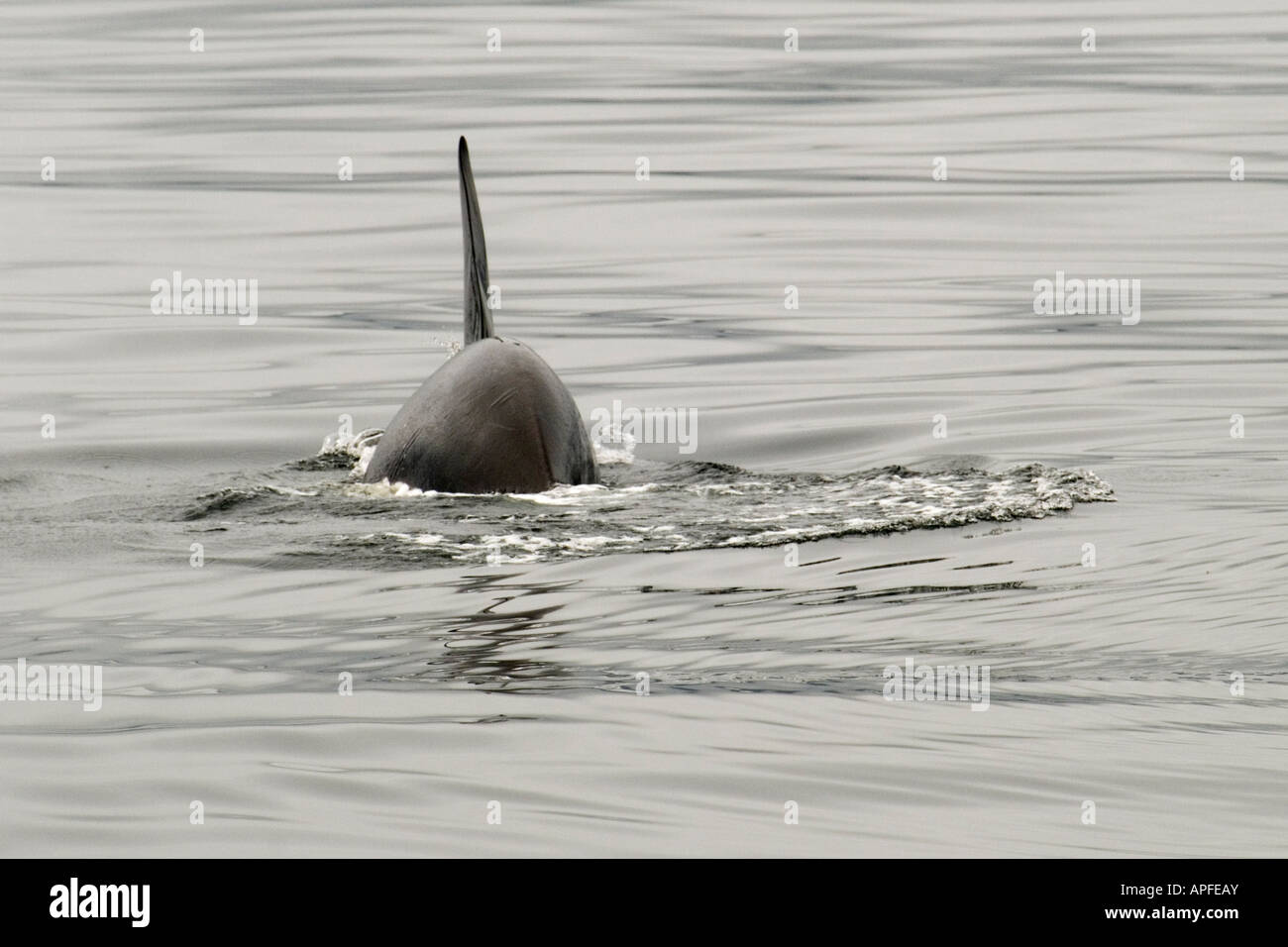 Orca Killerwal in Johnstone Strait, British Columbia, Kanada Stockfoto