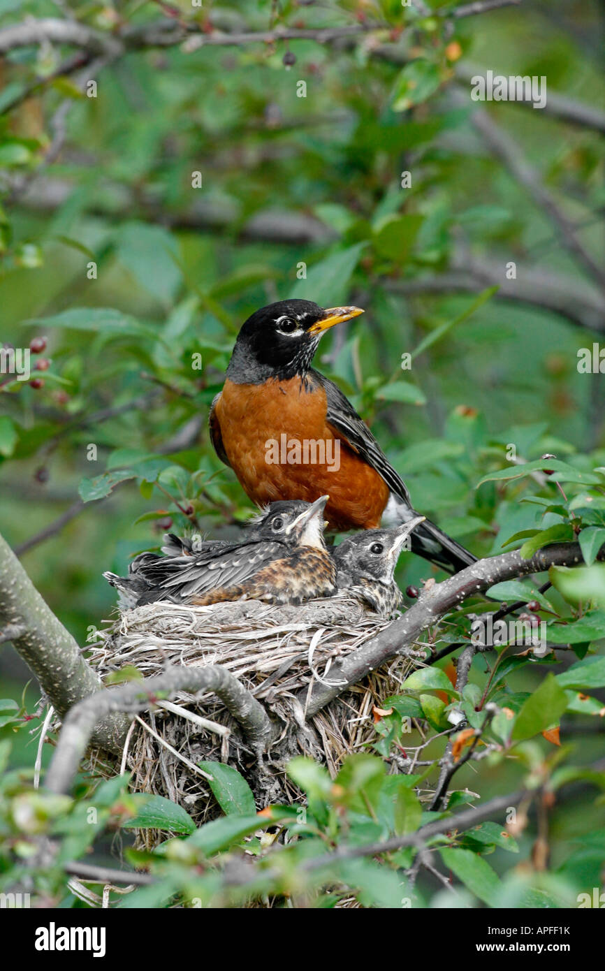 Amerikanischer Robin thront am Nest mit Küken - vertikal Stockfoto