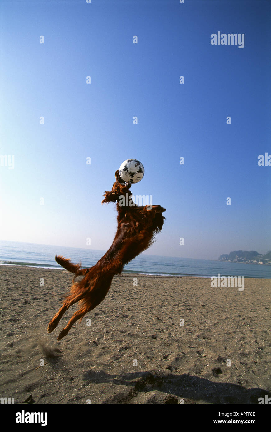 Ball des Sports Team Sports Spiele Diverses Fußball Stockfoto