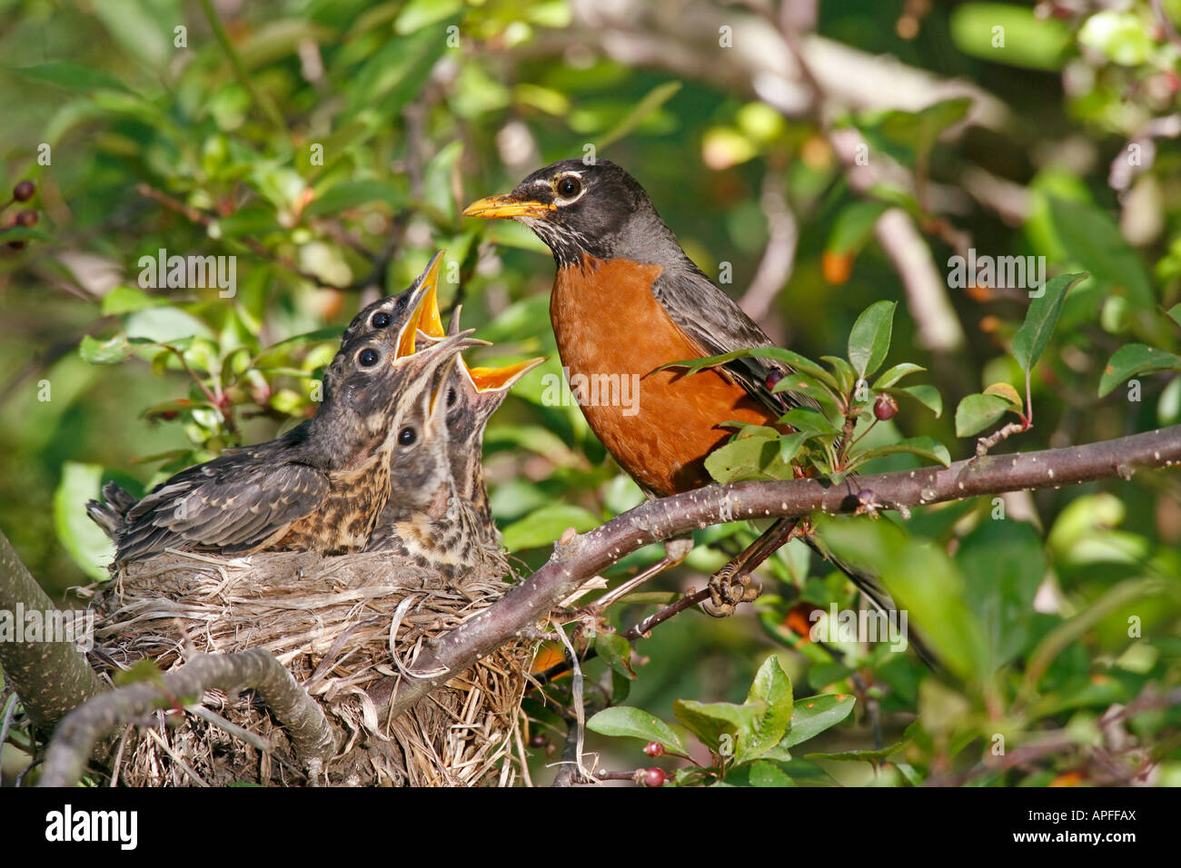 Amerikanischer Robin thront am Nest mit Küken Stockfoto