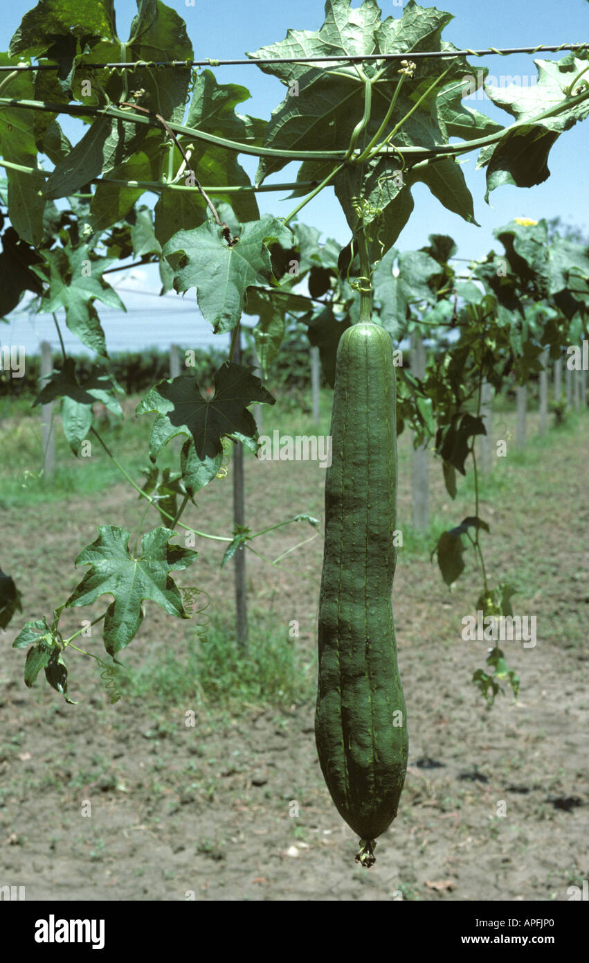 Frucht von einem Luffa Luffa Cylindrica Pflanze auf ein Spalier Kolumbien Stockfoto