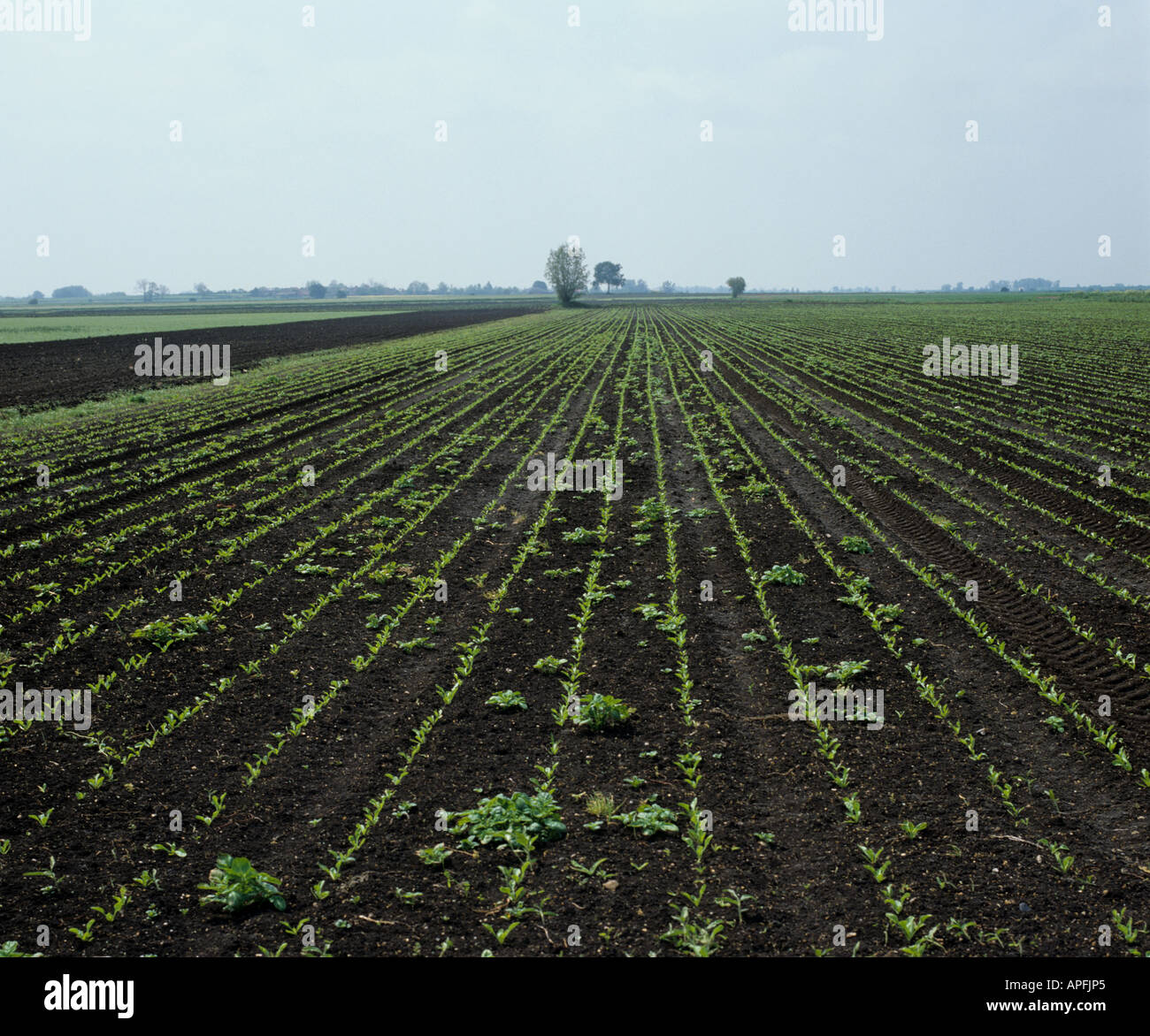 Junge Zuckerrüben-Ernte auf Fen Boden mit dezenten Patches von Unkraut Cambridgeshire Stockfoto