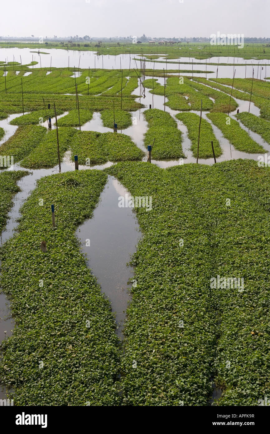 Reis Felder Fluss Phnom Penh Kambodscha Stockfoto