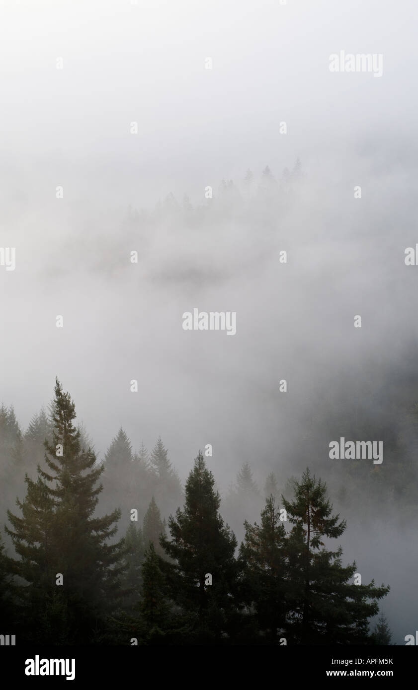 Nebligen Wald auf Nord Küste von Humboldt County, Kalifornien Stockfoto