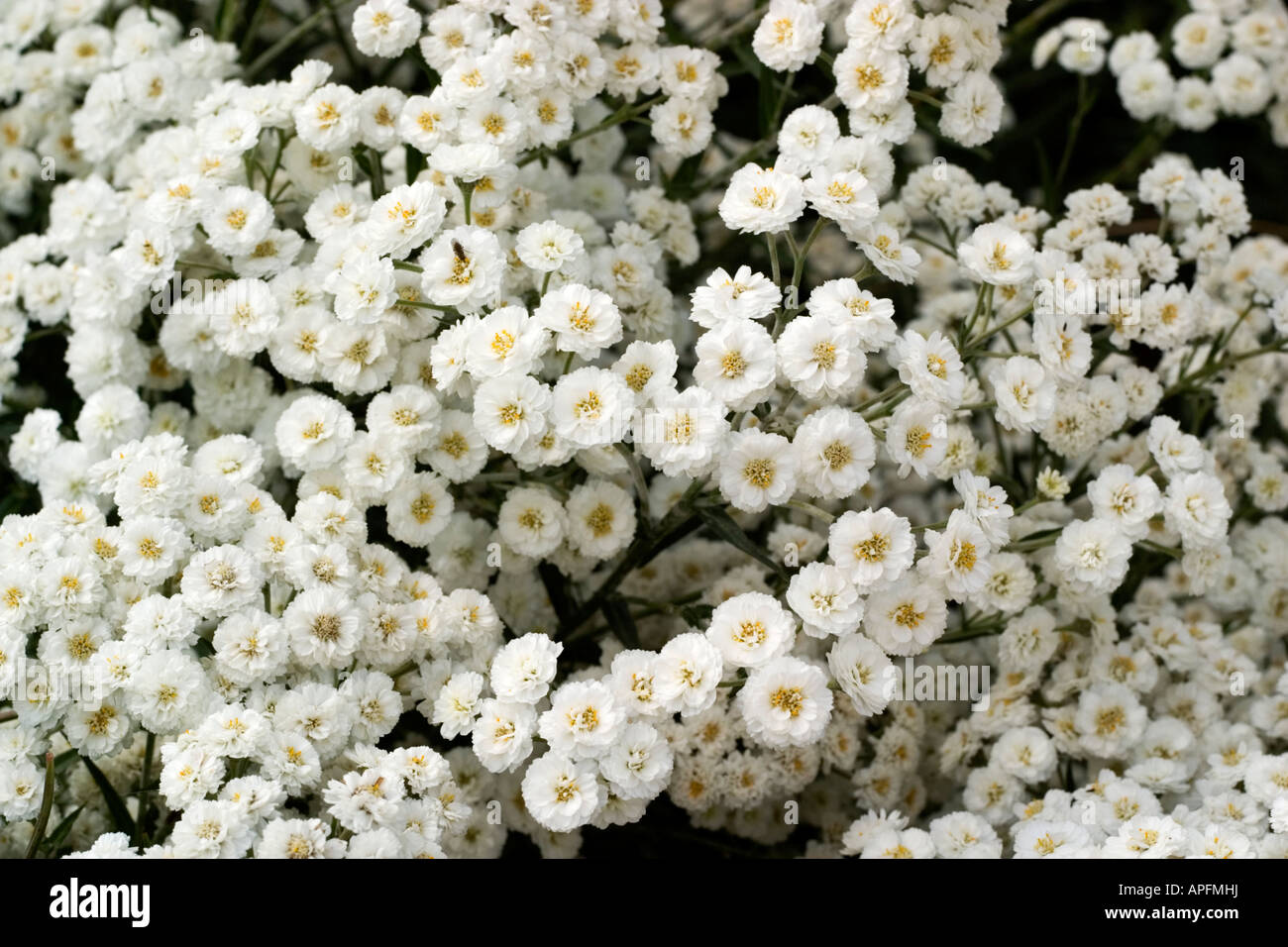 Detail der kleinen weißen Blüten Stockfoto