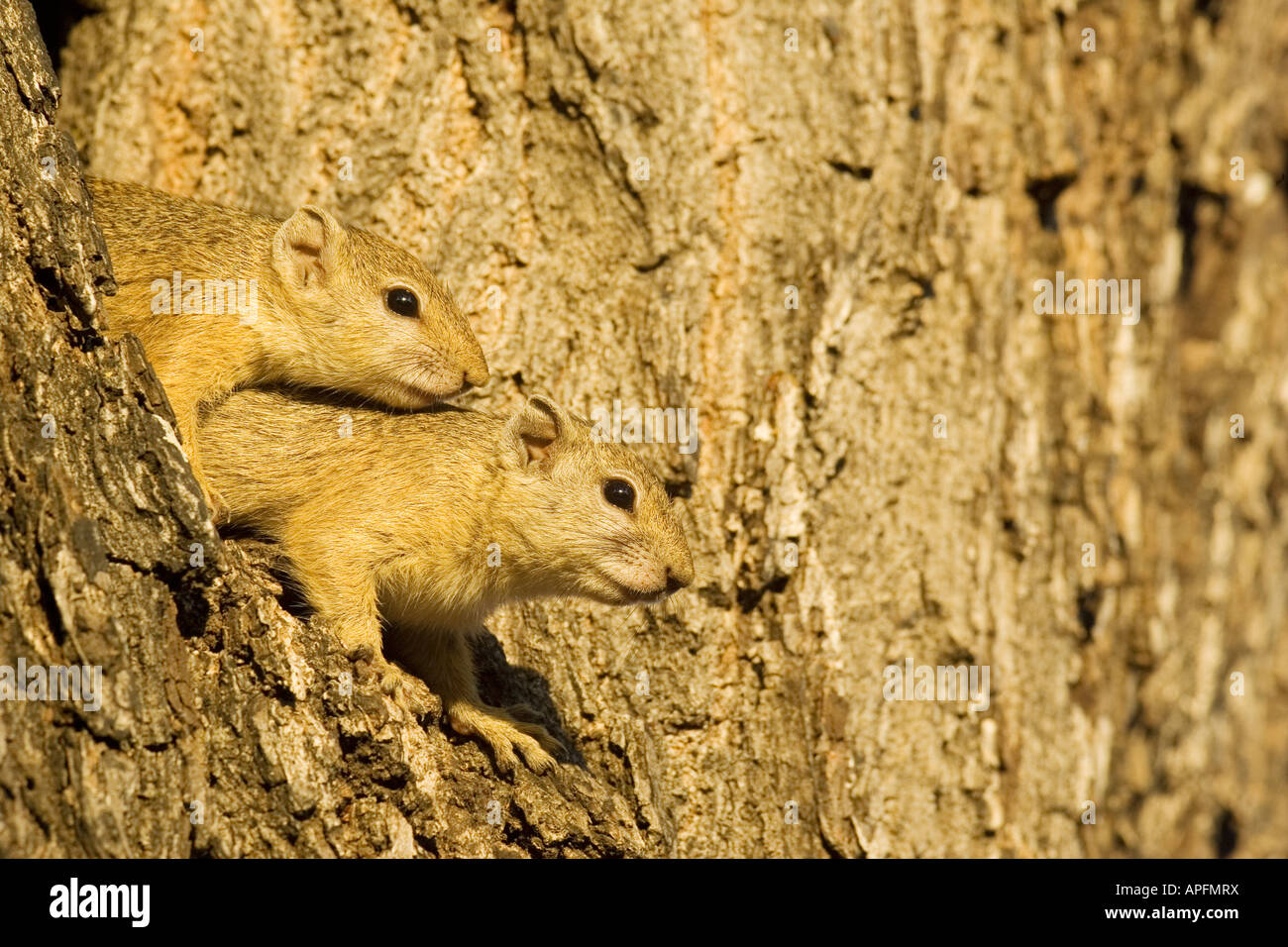 Bush Squirrel Baum Eichhörnchen (Paraxerus Cepapi) paar auf der Suche aus einer Baumhöhle Stockfoto