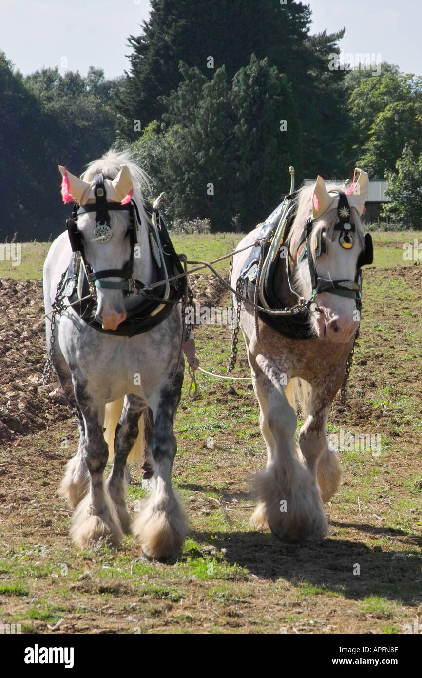 Schwere Pferde Stockfoto