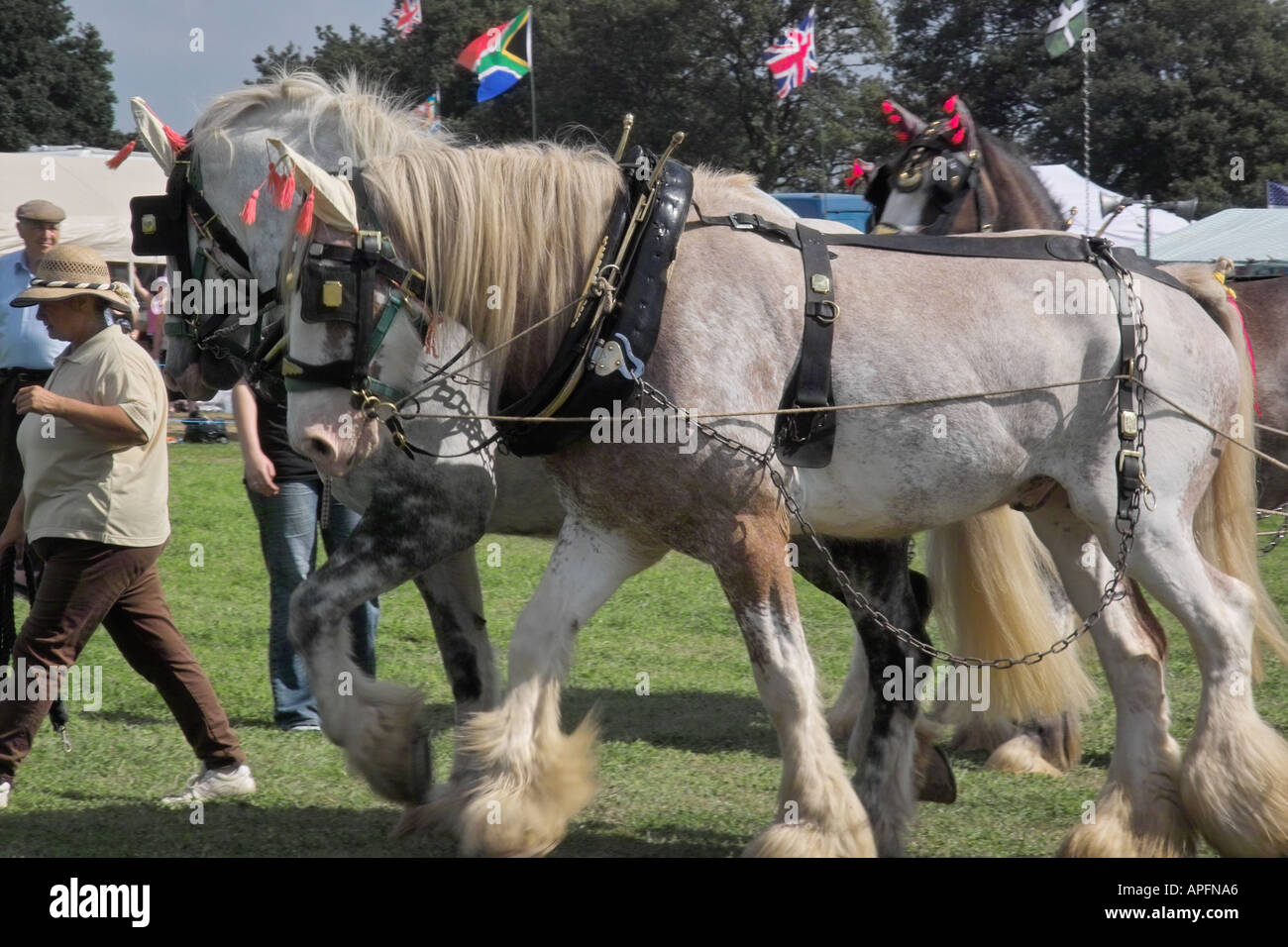 Schwere Pferde Stockfoto