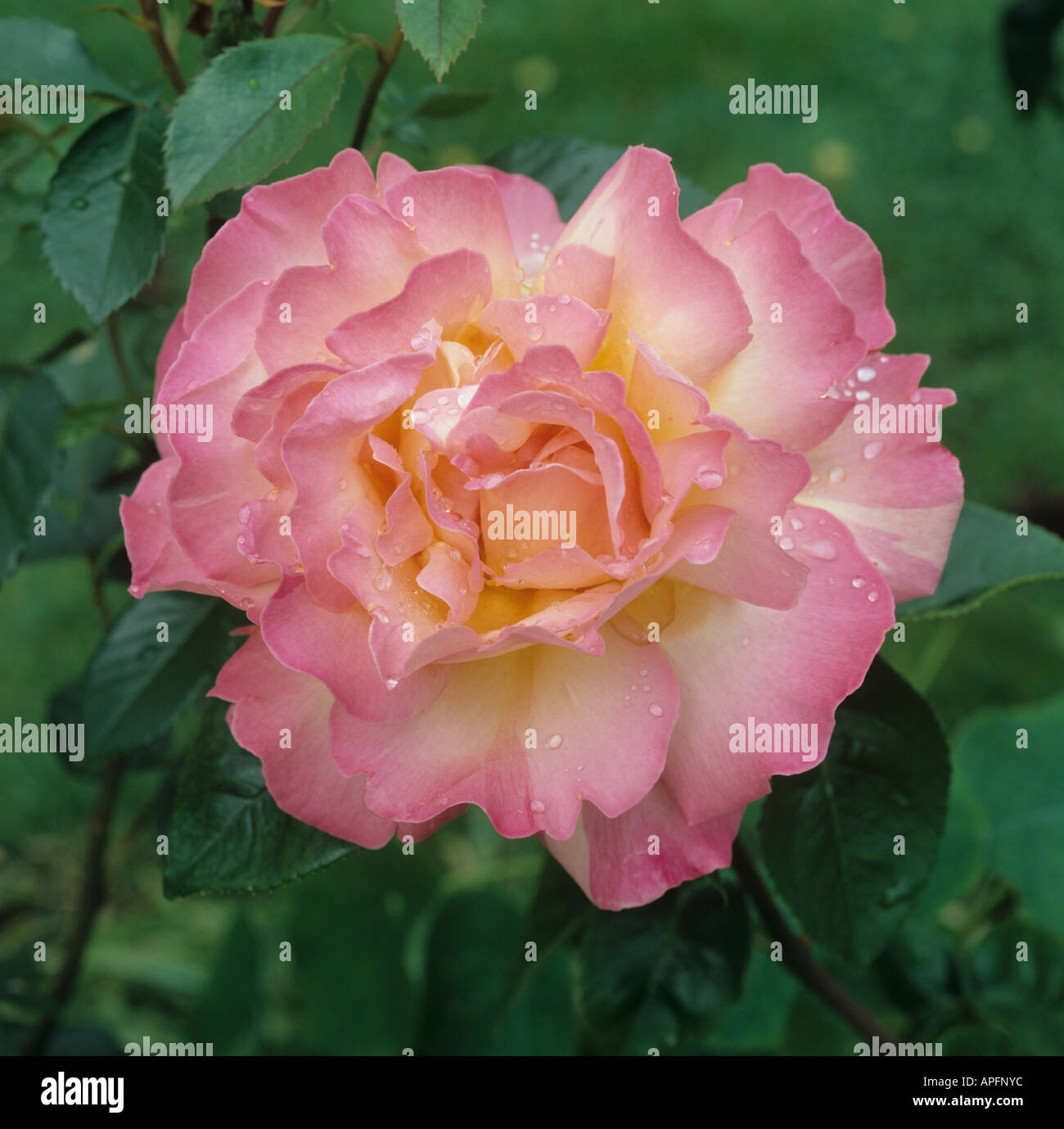 Ganz offen Rosa blühenden Rosenblüte Frieden mit Regen Tropfen Stockfoto