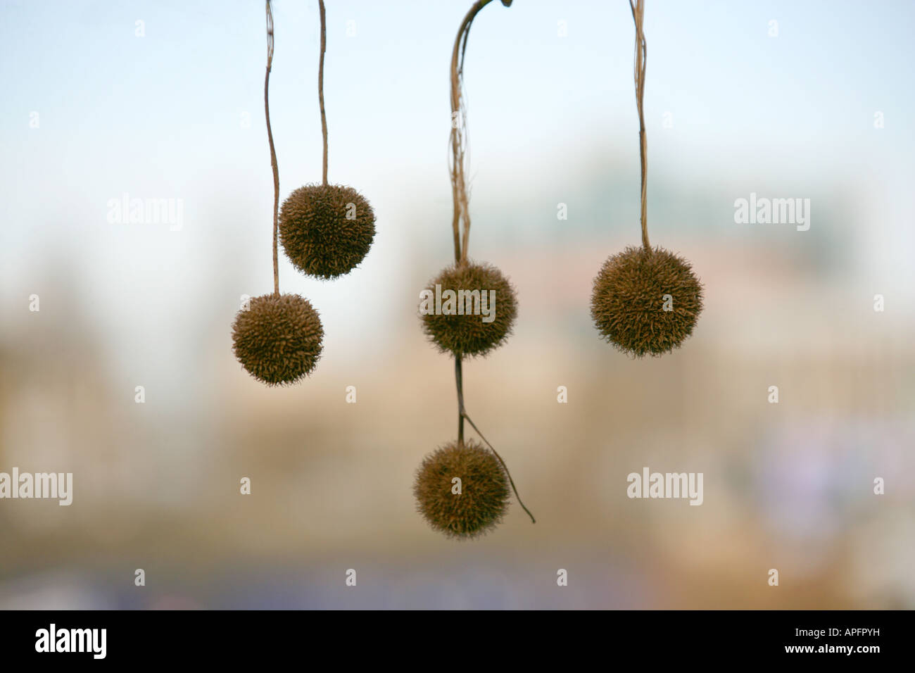 Londoner Platane Seed Heads Panatus hispanica Stockfoto