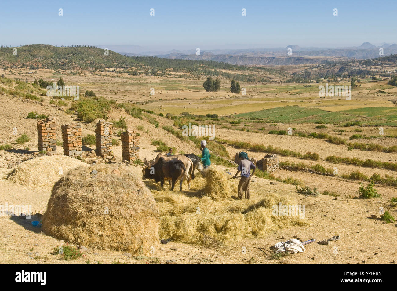 Getreideschwinge Gerät Zum Trennen Von Korn Landwirte, Vieh, um das Tef-Korn zu trennen Stockfotografie - Alamy