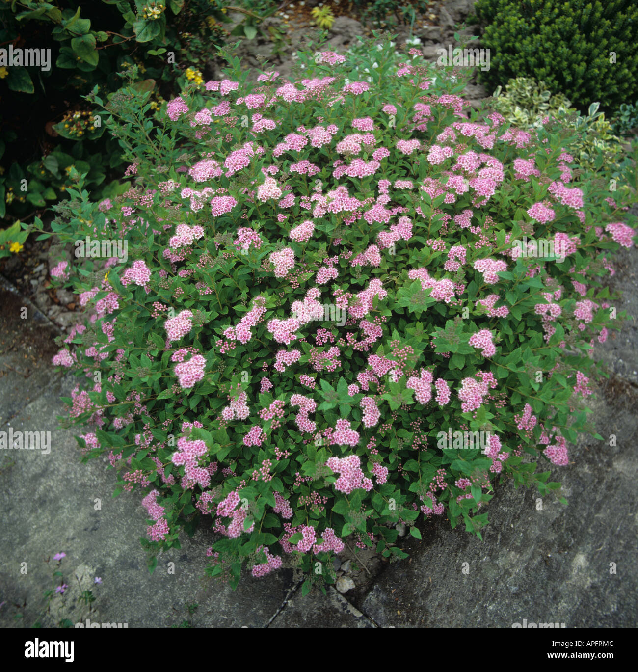 Spiraea japonica kleine prinzessin Fotos und Bildmaterial in hoher
