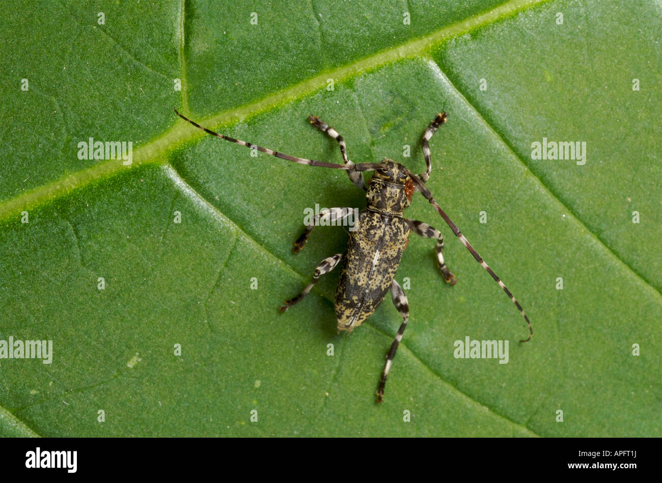 Flache konfrontiert Longhorn beetle Urographis sp mit externen Parasiten in der Nähe des Kopfes sichtbar. Stockfoto