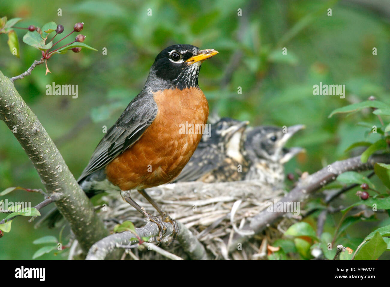 Amerikanischer Robin mit Nest im Hintergrund Stockfoto