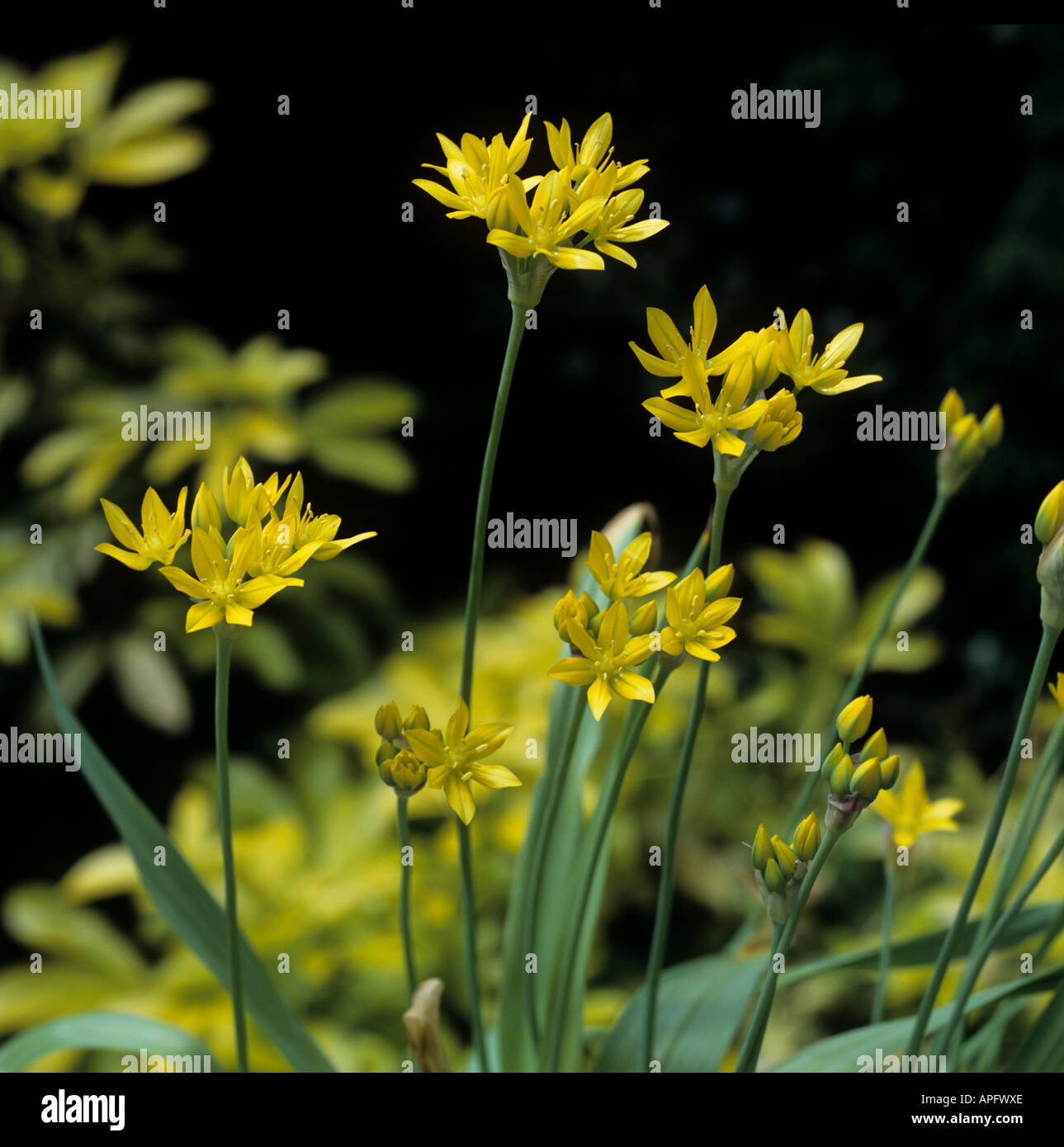 Blumen des goldenen Knoblauch Allium Moly luteum Stockfoto