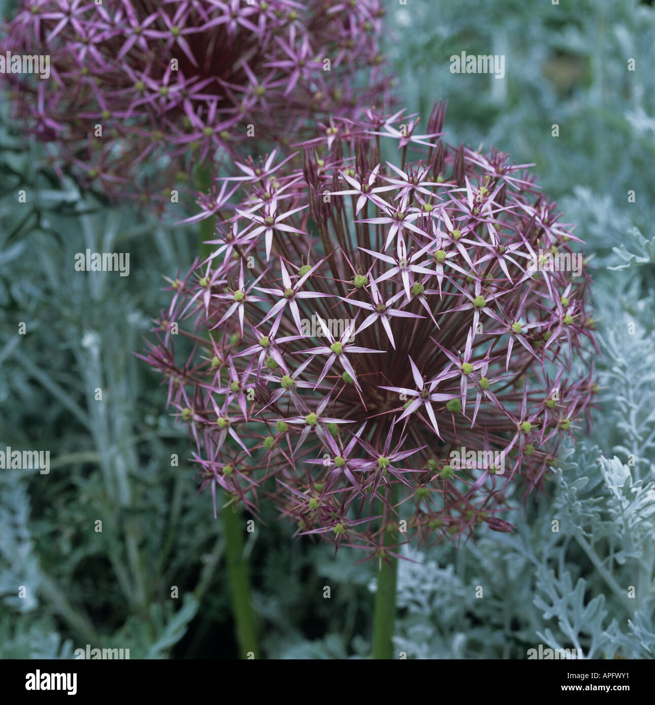 Runde Blütenstand von Allium Cristophii gegen graue Grünpflanzen Stockfoto