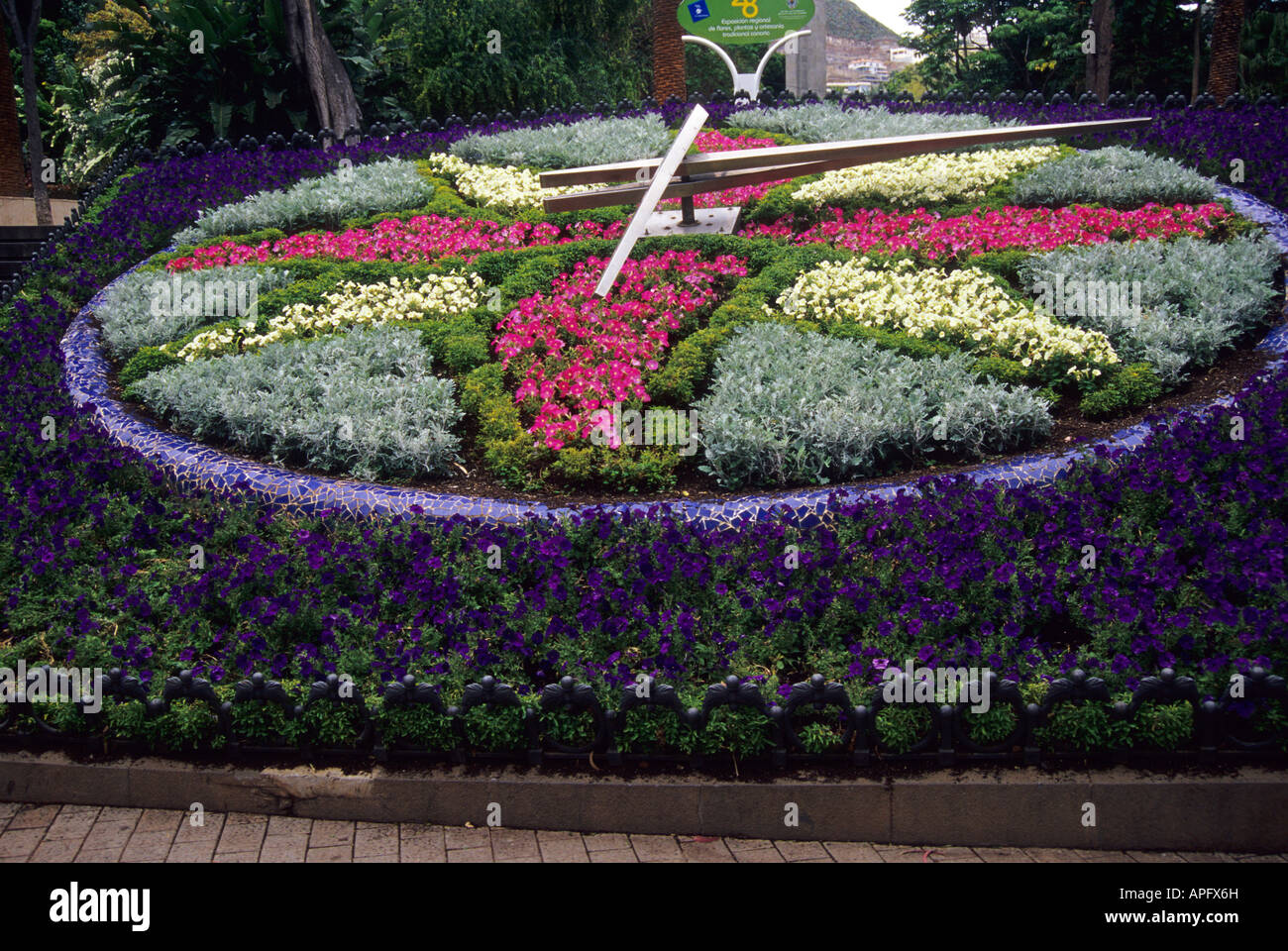 Blumenuhr in Garcia Sanabria Park in Santa Cruz De Tenerife Teneriffa Insel Kanaren Spanien Stockfoto