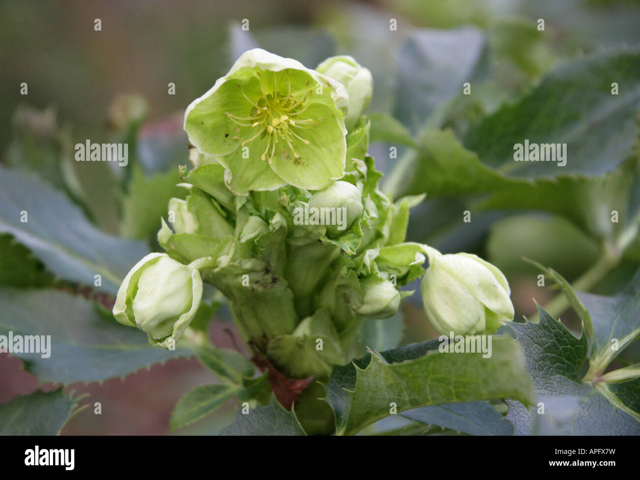 Korsische Hellebore aka Korsische Rose, Helleborus argutifolius, Ranunculaceae. Korsika und Sardinien Stockfoto