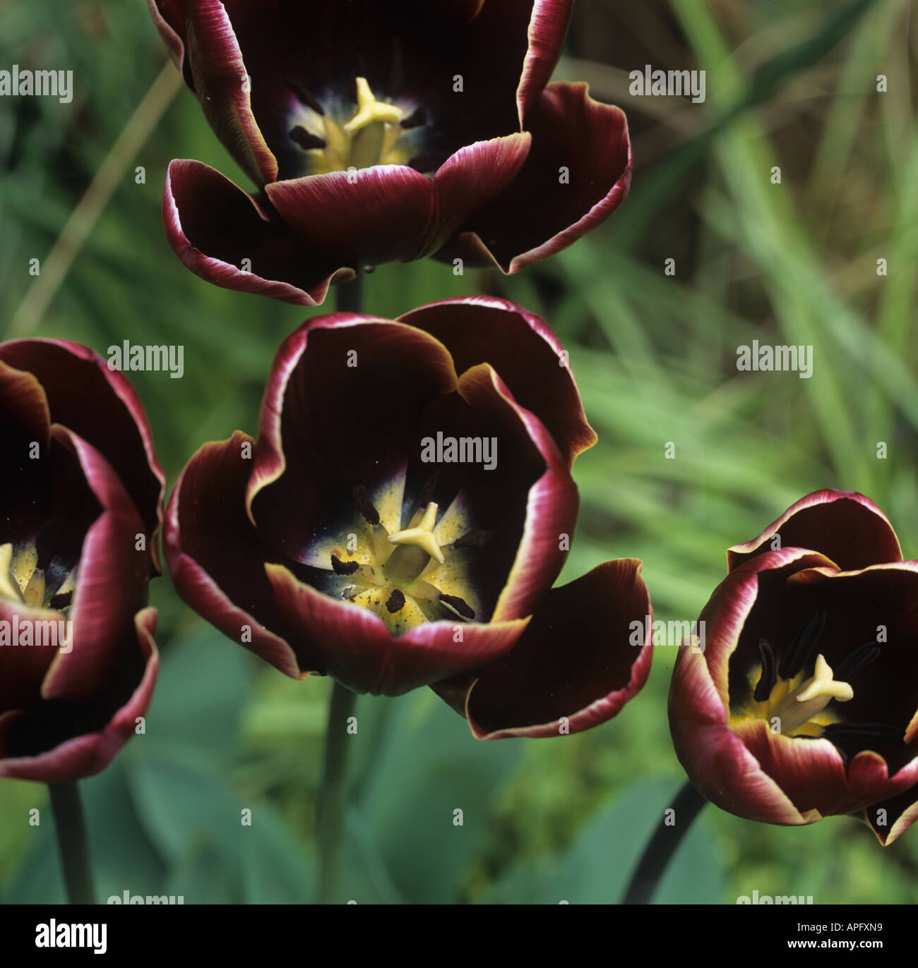 Blick in die Blumen Tulpe Eastern Promise Stockfoto