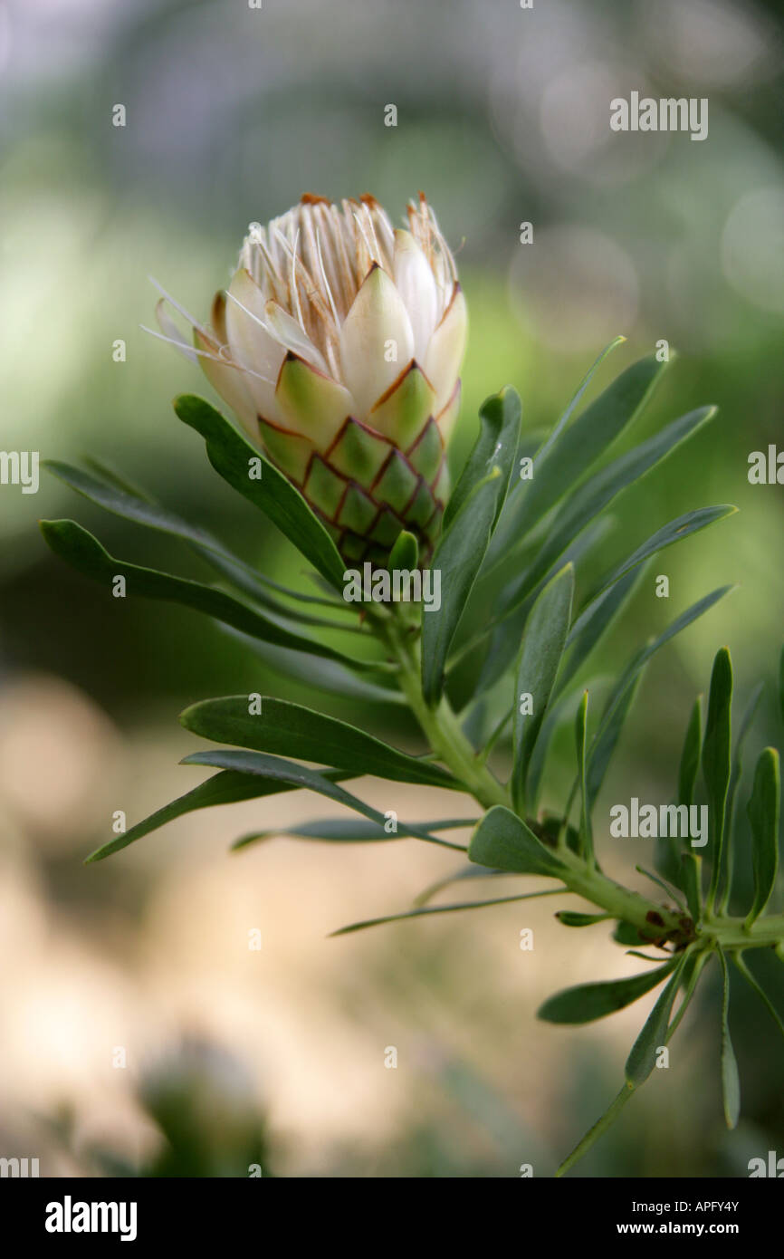 Lanceleaf Protea, Protea Lanceolata, Proteaceae, Kapprovinz, Südafrika Stockfoto