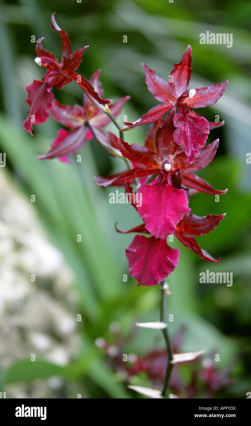 Hybrid Orchideen Colmanara Sorte Orchidaceae Stockfoto