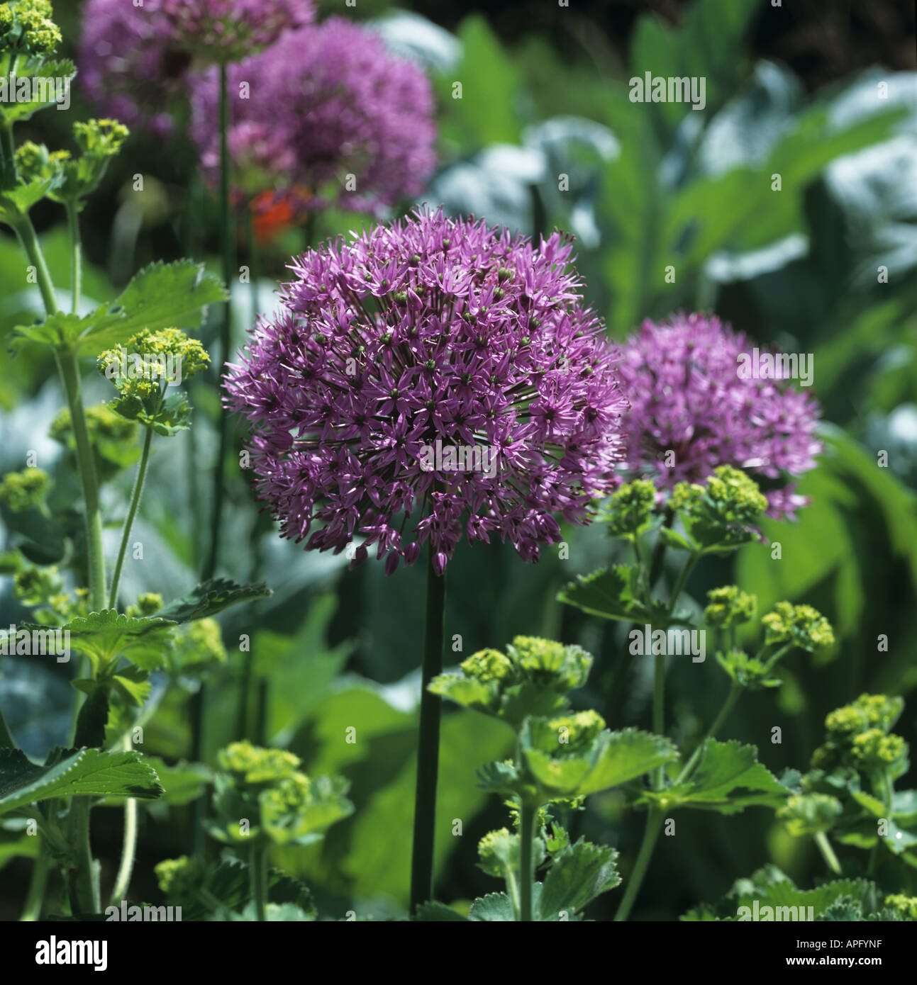 Blütenstand von Allium Globemaster Stockfoto