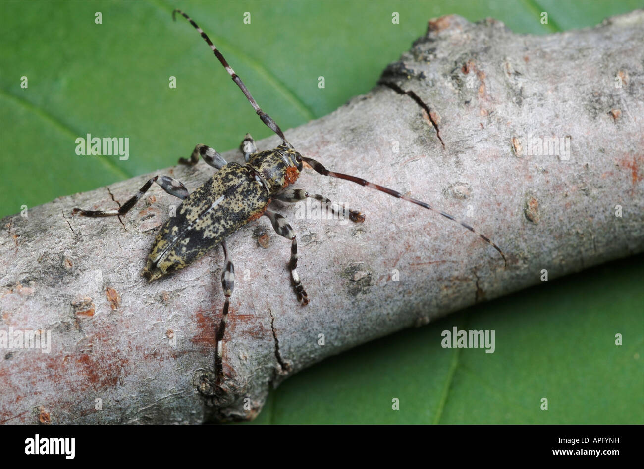 Wohnung konfrontiert Longhorn Beetle auf einem Ast. Urographis Fasciatus. Äußere Parasiten in der Nähe des Kopfes sichtbar. Stockfoto