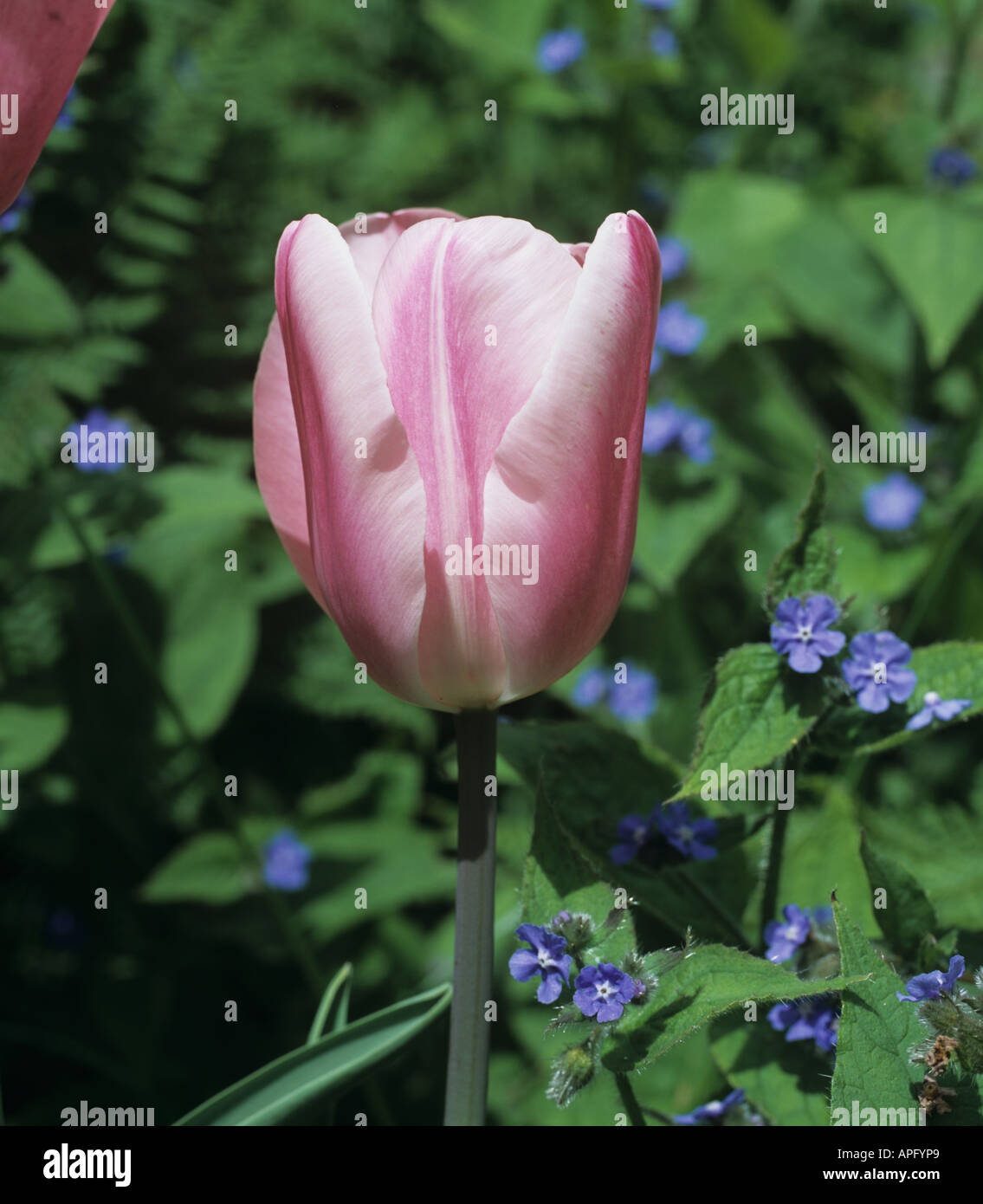 Blume Tulpe Baroness Stockfoto