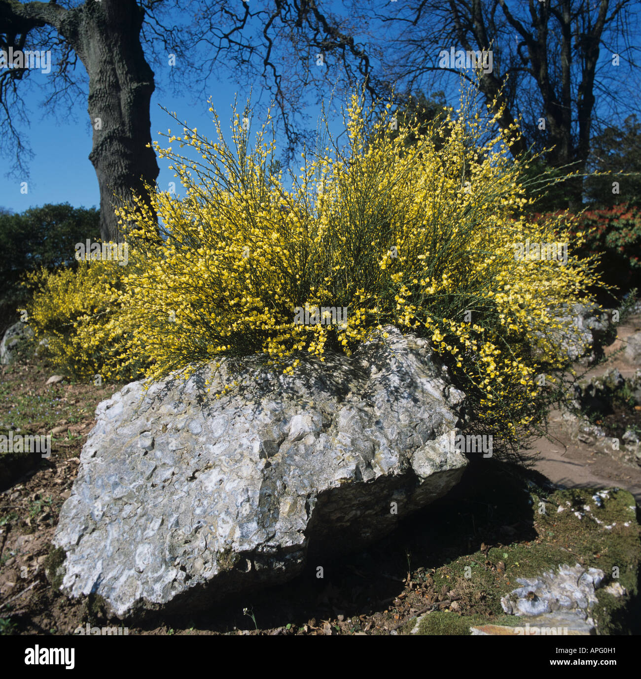 Blühenden Strauch Ginster Cytisus X praecox Allgold Stockfoto