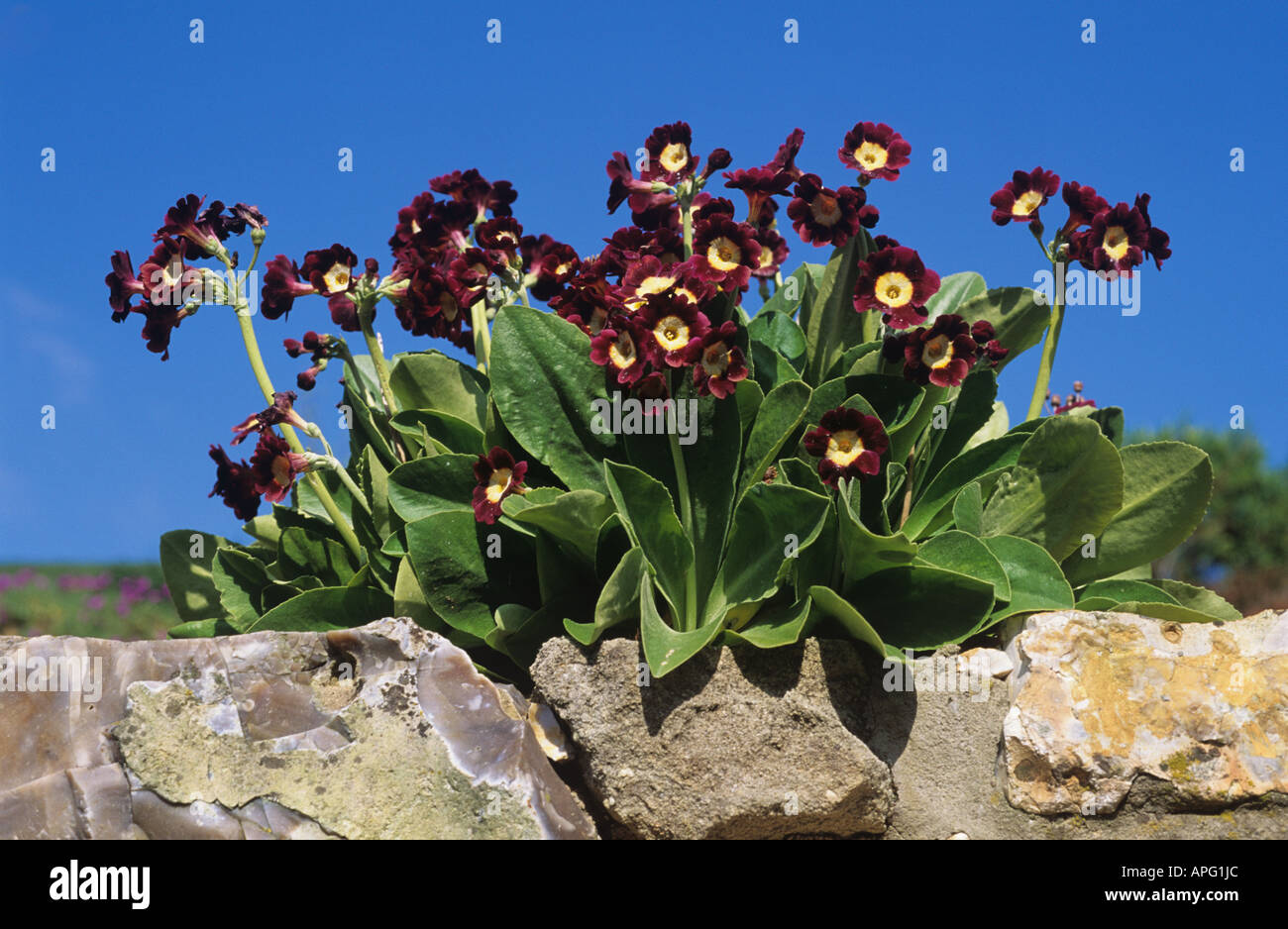 Blühende Pflanzen von Primula Auricula Royal Velvet Stockfoto