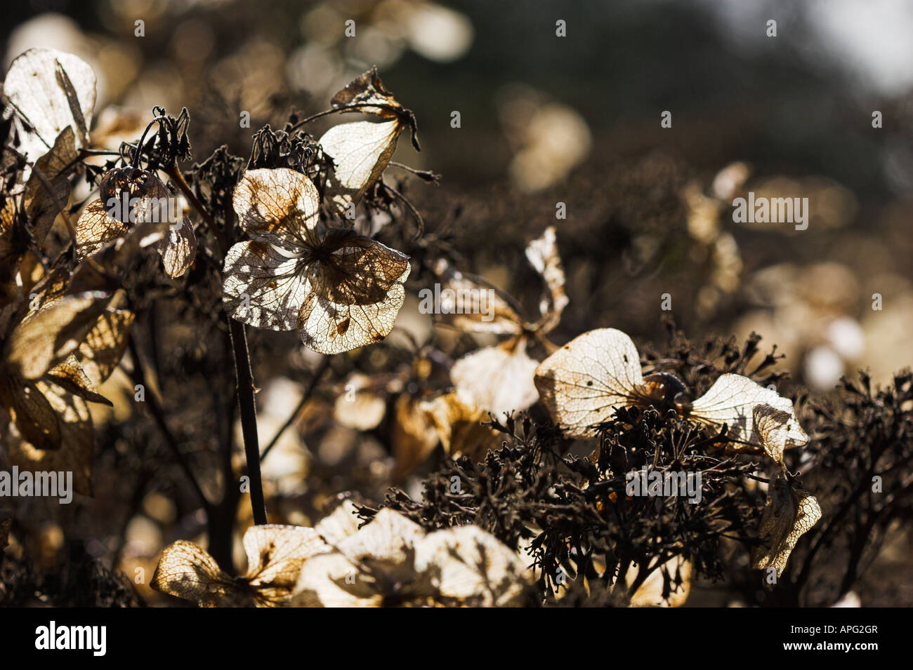Hydrangea Macrophylla Blue Wave Stockfoto