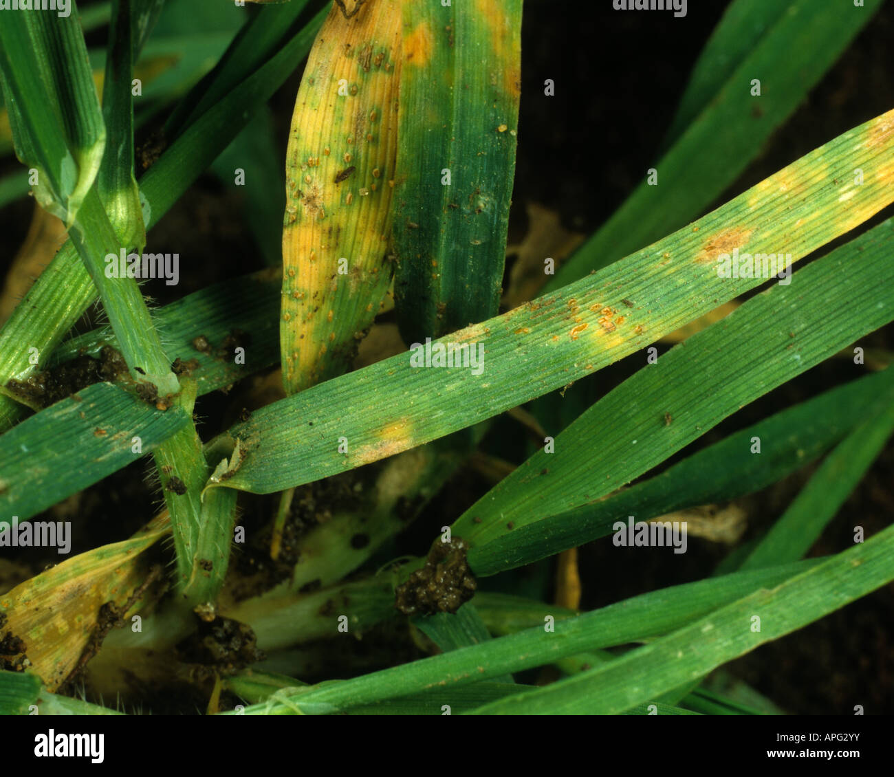 Pulverförmiger Mehltau Blumeria graminis f.sp. Hrdei brauner Rost Puccinia hortei Infektion auf Sämling Gerstenblatt Stockfoto