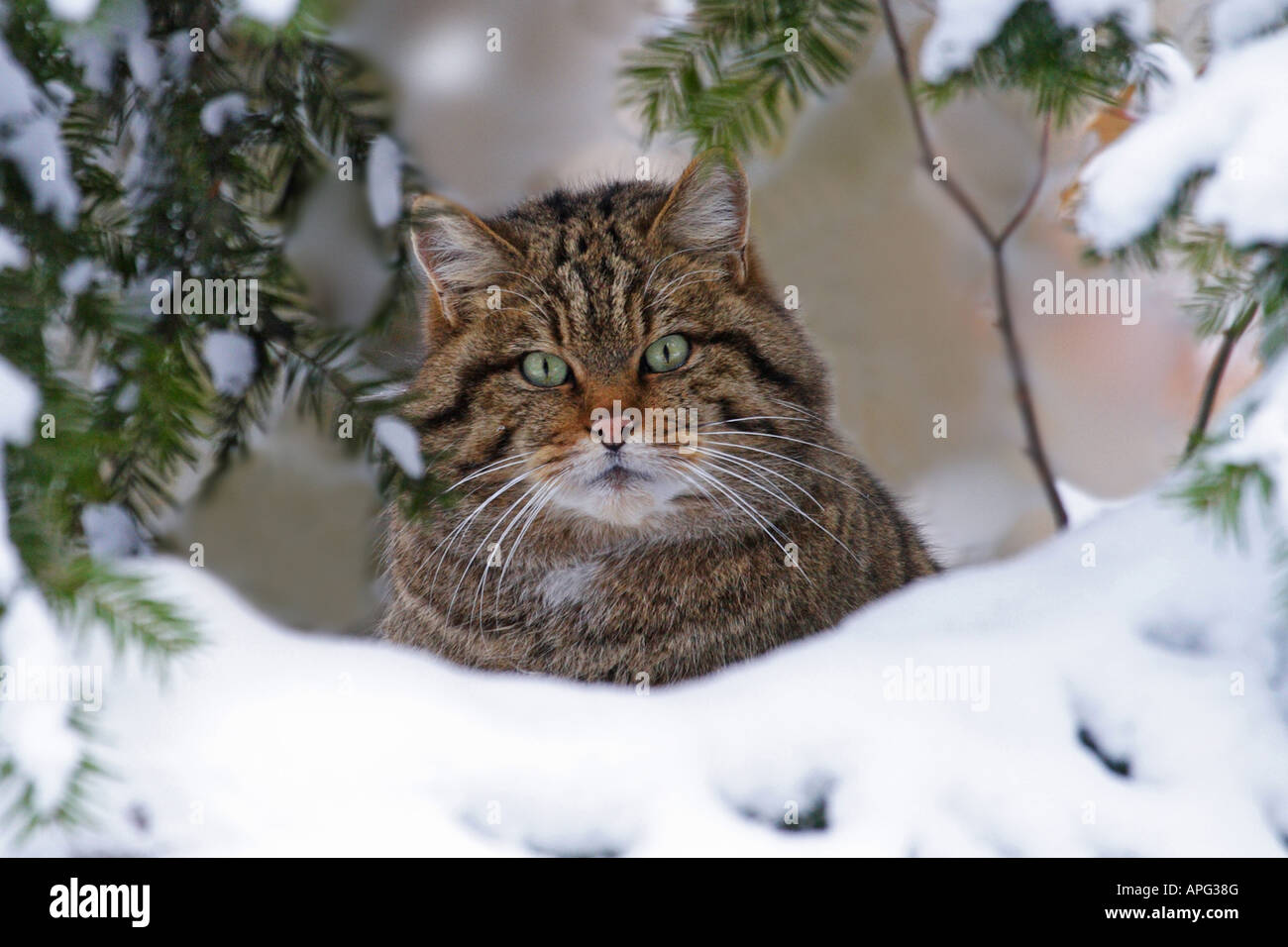 Europäische Wildkatze (Felis Silvestris) sitzen im Schnee Stockfoto