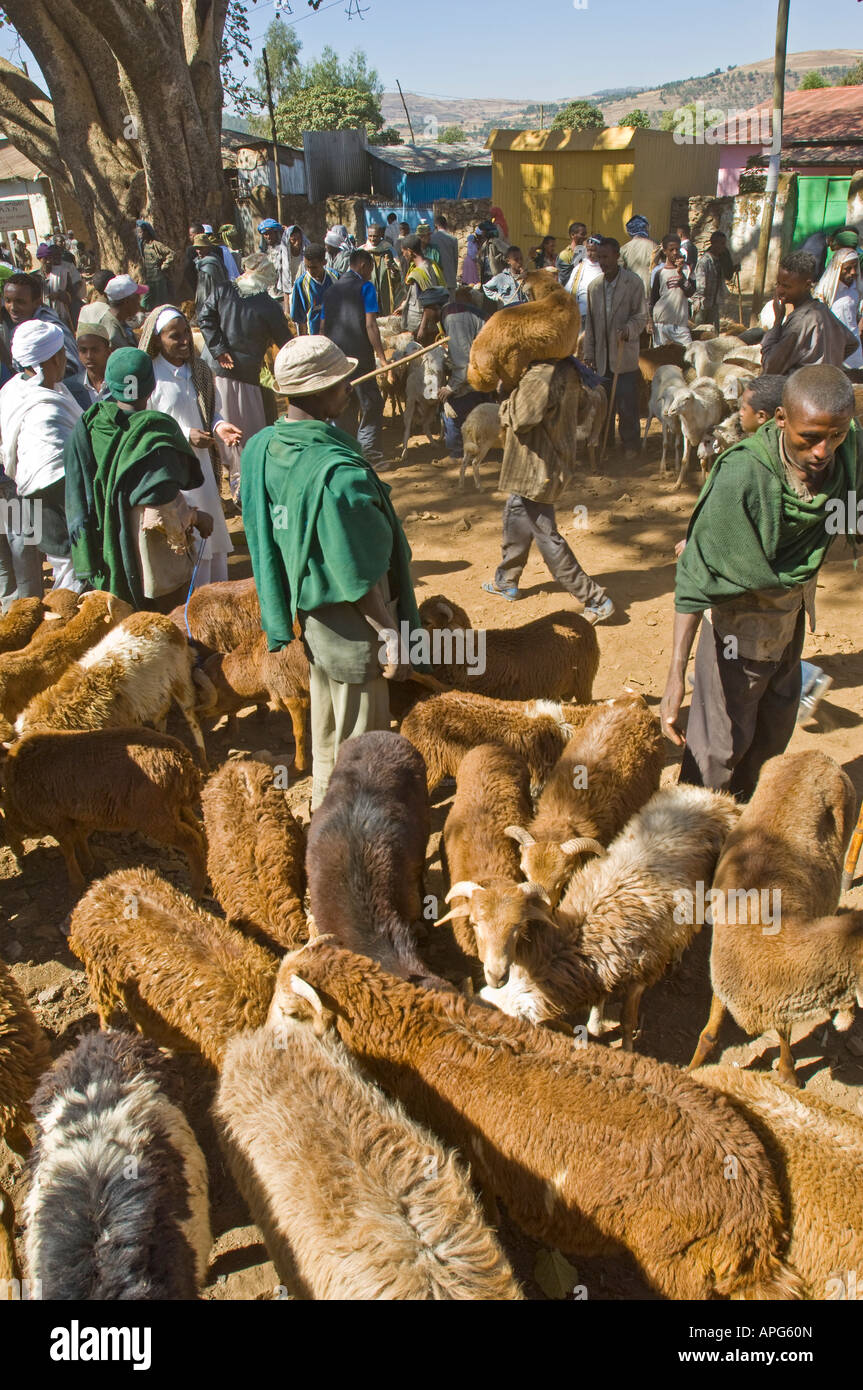 Eine typische Szene in der geschäftigen und staubigen wichtigsten Schaf Verkaufsmarkt von Gondar Stockfoto